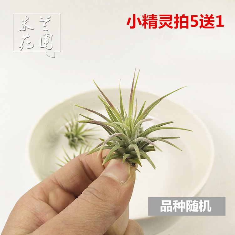 无土特惠款精灵空气草绿植盆栽