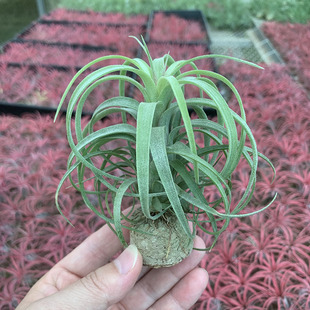 空气凤梨植物 维多利亚杂电卷 一物一拍 实物如图