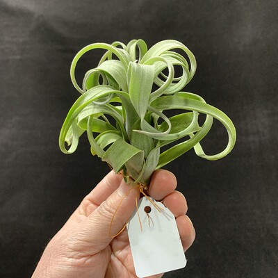 空气凤梨植物   小号花卷 一物一拍  实物如图