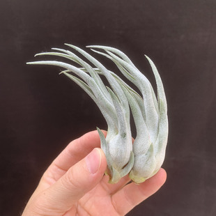 空气凤梨无土植物  白色河豚侧芽 形态超美 室内绿植盆栽花草