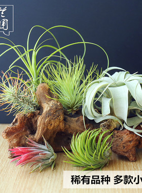 空气凤梨无土植物稀有品种多款小号空气草华美霸王精灵桌面绿植