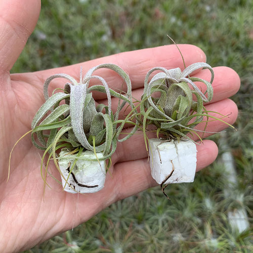 空气凤梨植物 实生电卷小苗  超级迷你 绿植盆栽花草