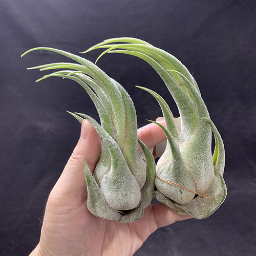 空气凤梨植物犀牛角室内绿植