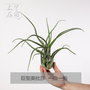 空气凤梨矩形美杜莎特大号少量现货超划算室内桌面绿植盆栽花草