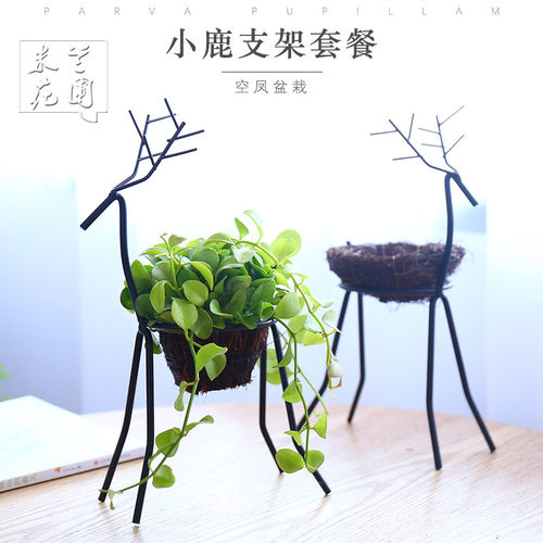 空气凤梨植物小鹿套餐