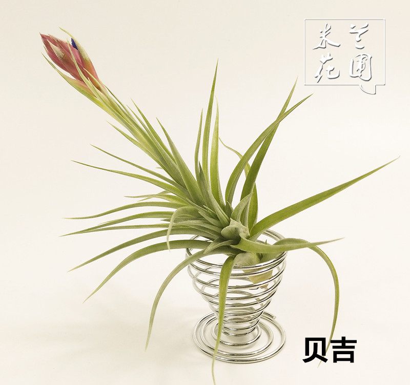 绿植空气凤梨盆栽花卉无土植物