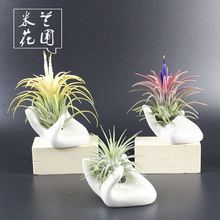 创意盆栽绿植懒人无土佛手空凤