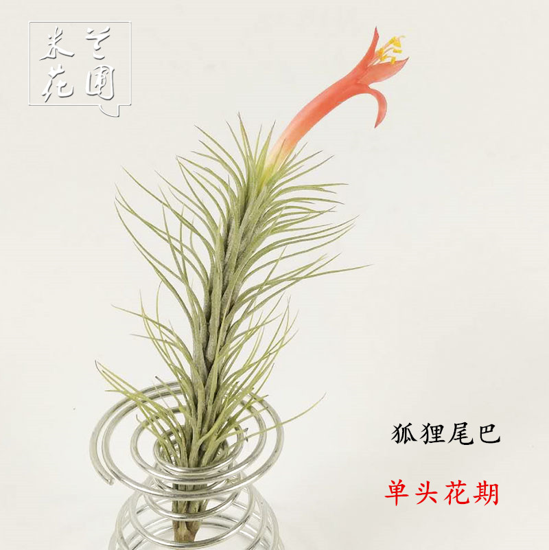 绿植花卉盆栽空气凤梨植物
