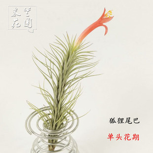 室内花卉盆栽空气凤梨无土懒人 植物狐狸尾巴绿植净化空气