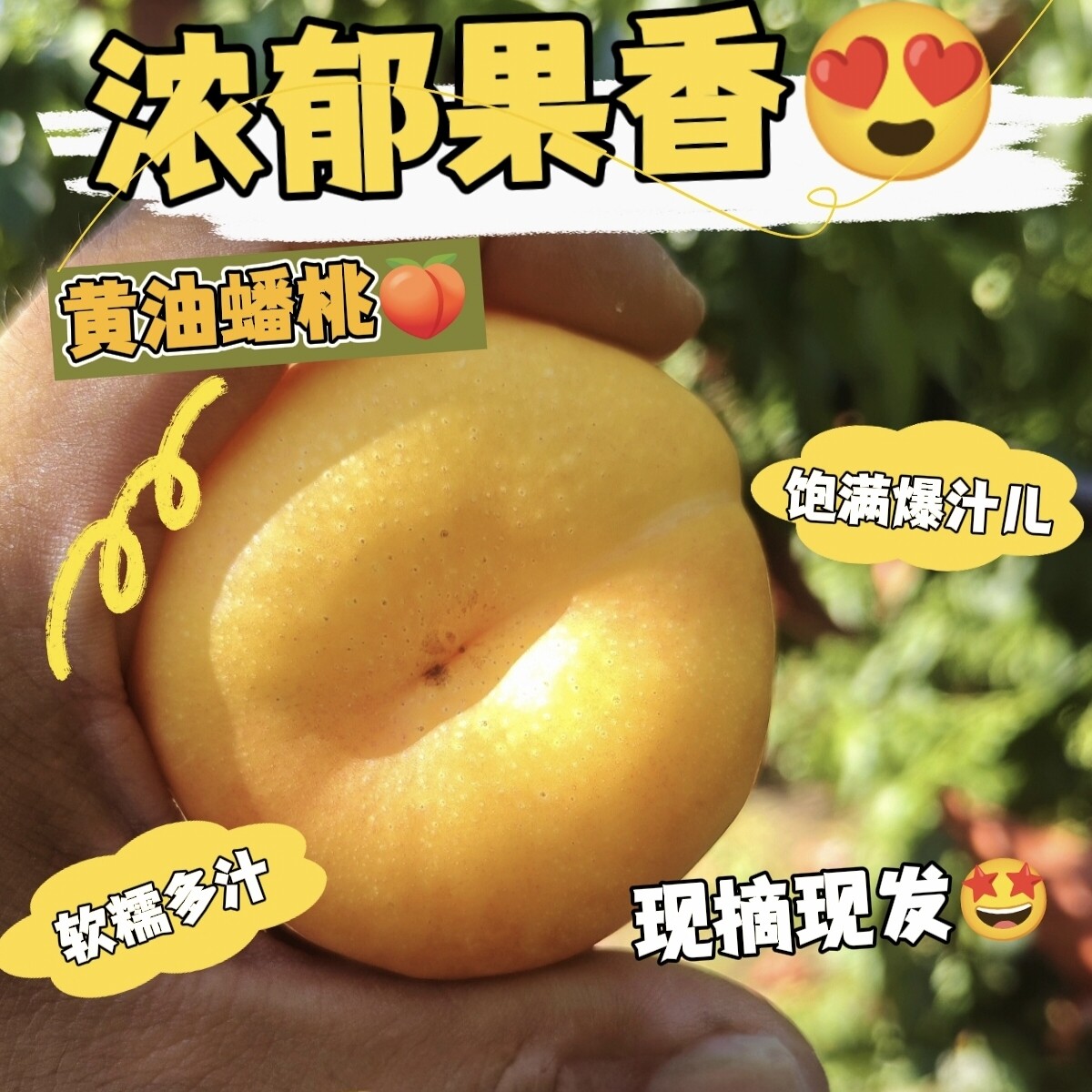 平谷油蟠桃北京平谷软糯多汁脆甜