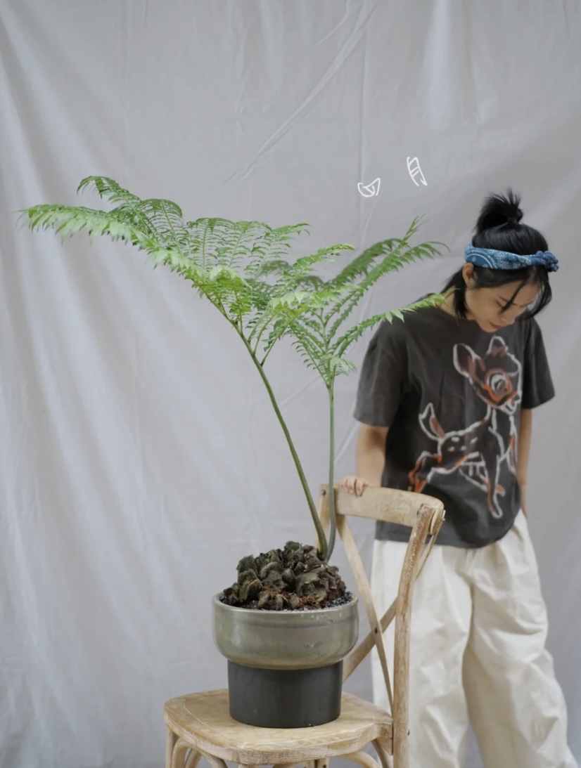 观音莲座蕨大型盆景马蹄蕨绿植盆栽室内客厅阳台造景植物非常好养