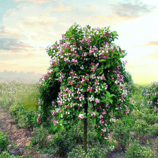 五彩锦带树苗 五彩锦带花树五彩锦带花苗庭院树苗耐寒耐热