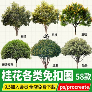 桂花丹桂金桂银桂四季procreate独杆丛生庭院树PSD免扣PS素材png