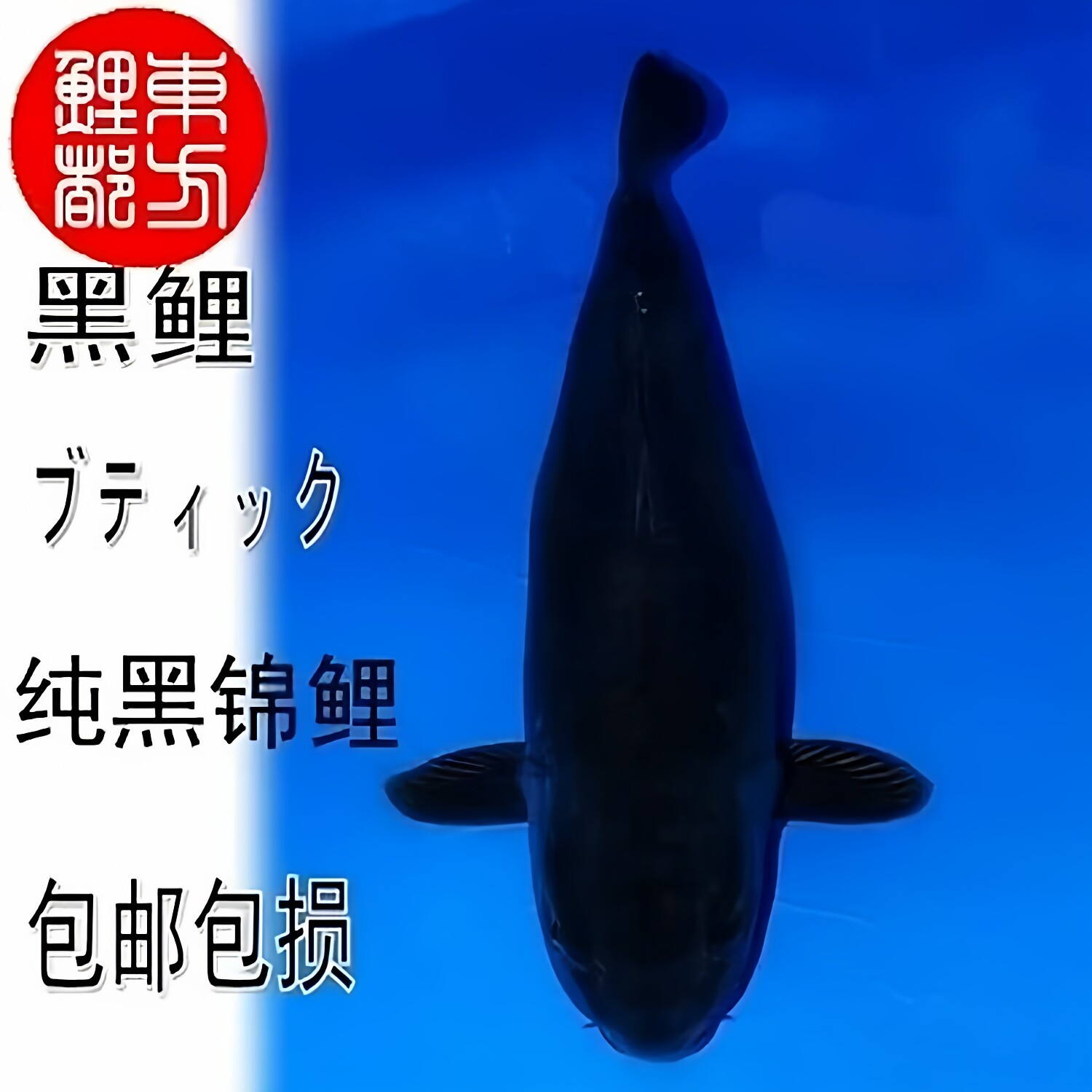 纯种日本锦鲤黑色镇宅金鱼