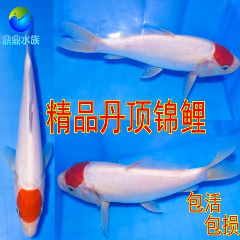 纯种日本锦鲤大日丹顶锦鲤短尾鸿运当头锦鲤红白单顶锦鲤苗一点红