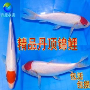 纯种日本锦鲤大日丹顶锦鲤短尾鸿运当头锦鲤红白单顶锦鲤苗一点红