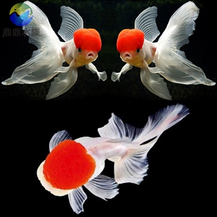 凤鹤金鱼长尾丹顶鹤顶红金鱼鸿运当头活体冷水鱼苗文种金鱼观赏鱼