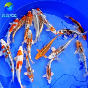 观赏鱼纯种日本孔雀锦鲤松叶锦鲤秋翠锦鲤宠物鱼活体风水鱼冷水鱼