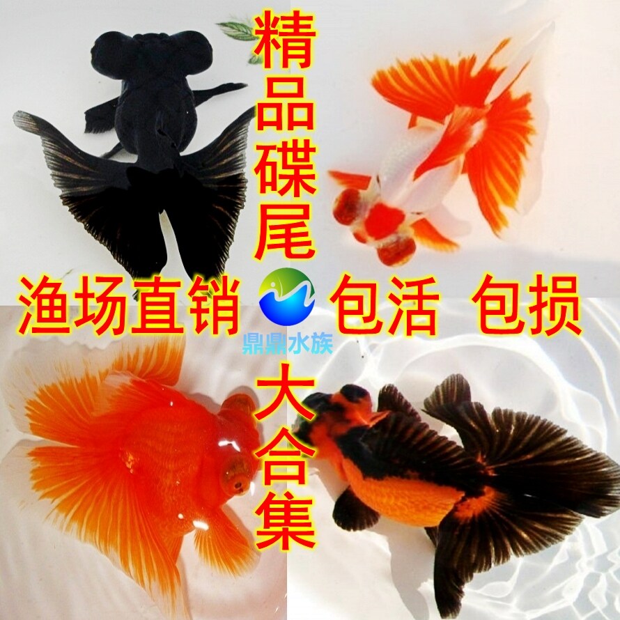 观赏金鱼活体精品蝶尾金鱼黑白红五花包金三色熊猫碟尾淡水冷水鱼