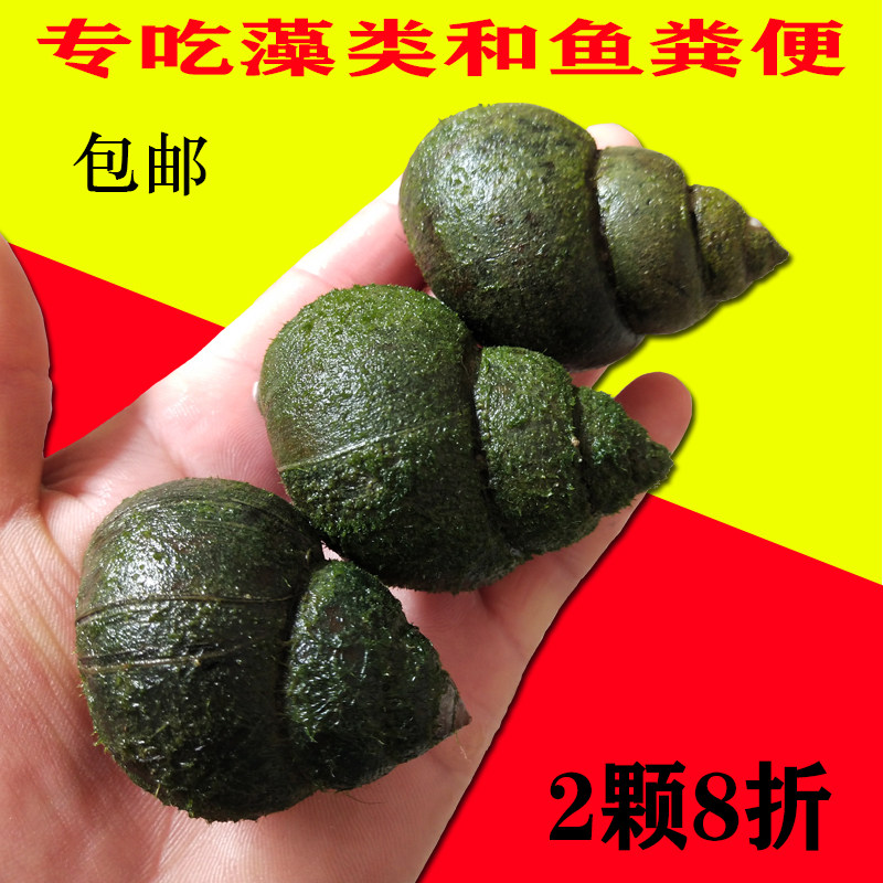 包活大田螺观赏螺活体金鱼锦鲤龙鱼缸吃粪便垃圾藻类清洁螺清道夫