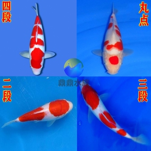 纯种日本板井红白锦鲤分段红白锦鲤鱼苗三段红白锦鲤丸顶红白锦鲤