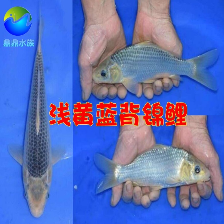 观赏鱼纯种日本锦鲤浅黄蓝背蓝色锦鲤活体风水鱼活体水族