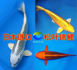 观赏鱼纯种日本松叶锦鲤金松叶银松叶红松叶活体风水鱼冷水鱼水族