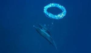 水母克星 水下O形气泡 儿童潜水玩具 训练闭气 手工海豚圈圈 组装