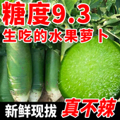 山东潍坊正宗水果萝卜生吃脆甜潍县现拔青冰激凌沙窝萝卜当季 新鲜