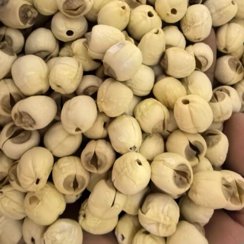 新货干莲子糯性无芯特级