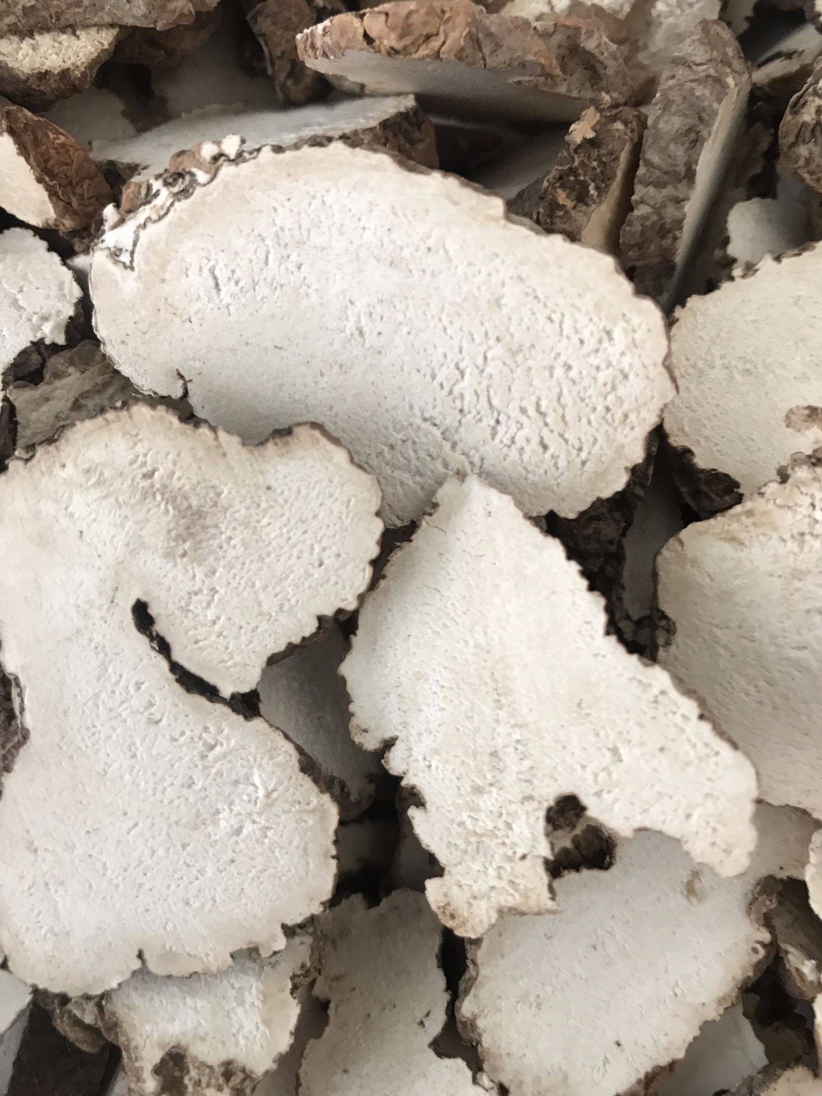 正宗野生虎奶菌虎乳菌250克大片片虎奶菇灵芝切片两份包邮 大片