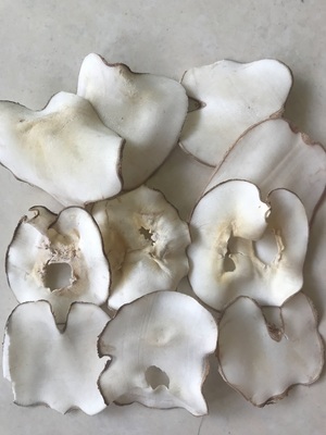 新货泰国特产海底椰椰片原色无硫