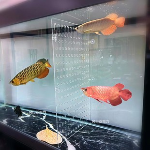 鱼缸内隔离网鱼缸混养隔离网生小鱼专用分离式隔板繁殖小鱼苗产房