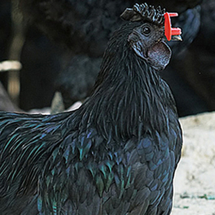 百里坡冰鲜旧院黑鸡生态放养型【8月龄大只】