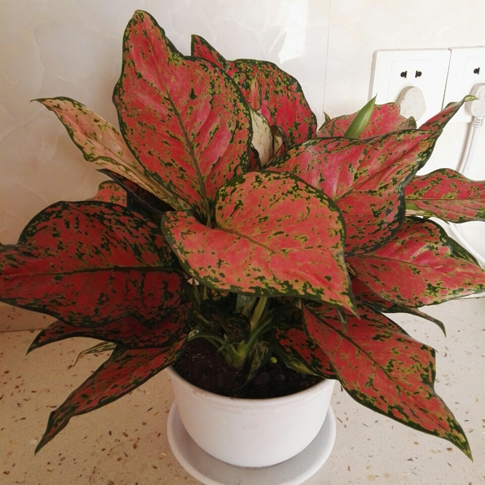 红如意皇后红叶万年青皇后创意盆栽花卉植物进口稀有品种绿植特价