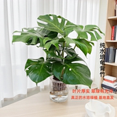 华清花卉水培龟背竹水培绿植花卉绿植盆栽桌面室内好养水培植物