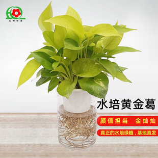 纯水培黄金葛绿萝水培绿植水培植物室内好养花卉盆栽绿植
