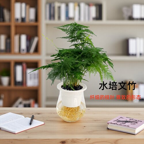水培文竹室内办公室干净好养