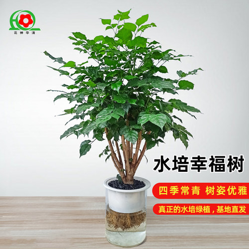 华清花卉 水培幸福树水培植物水培绿植 室内好养桌面花卉绿植盆栽