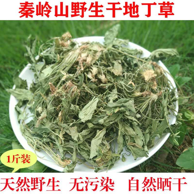 2023年秦岭野生中药材地丁草 紫花地丁草  苦地丁草地丁500g包邮