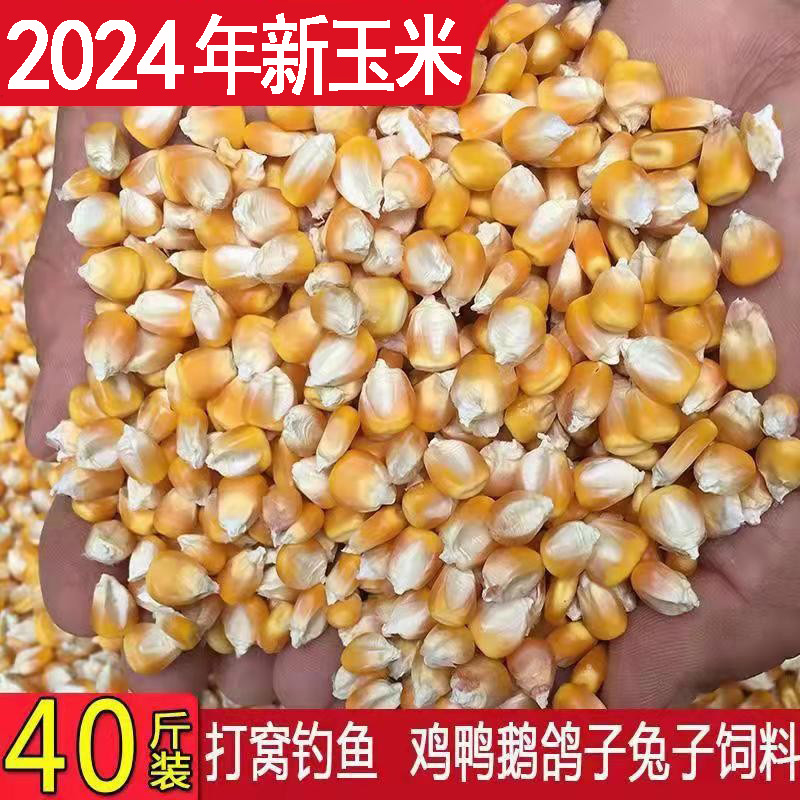 喂鸡鸭鹅干玉米粒打窝钓鱼