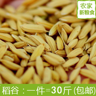 稻谷 带壳水稻优质稻谷 江浙沪皖包邮30斤鸡鸭鸟饲料鸽子宠物饲料