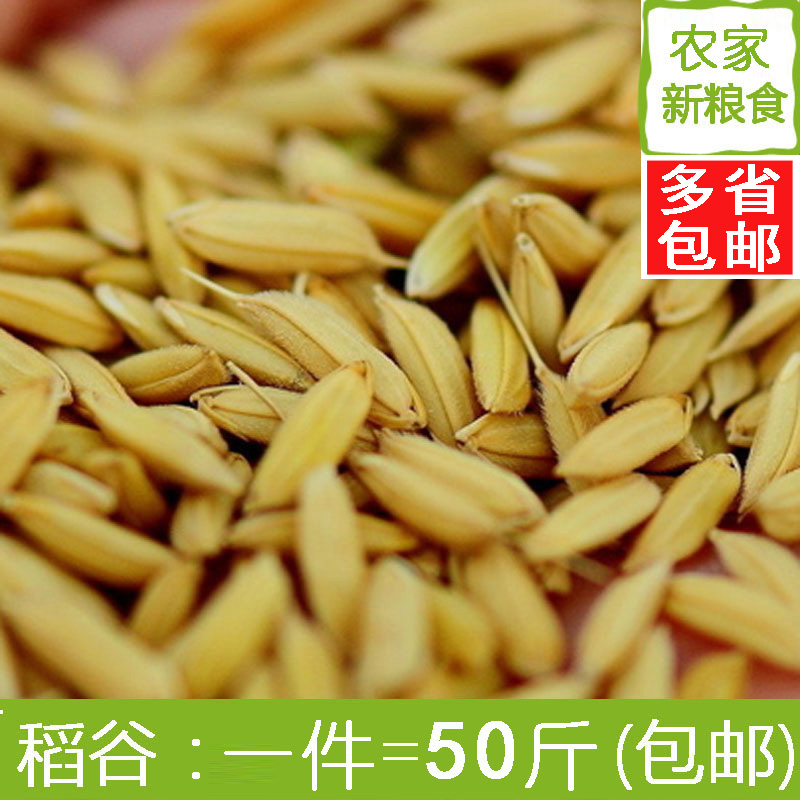 水稻稻谷带壳稻谷 优质稻谷 江浙沪皖包邮50斤鸡鸭鸟鸽子宠物饲料