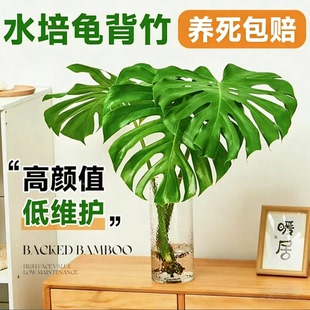 【30天内养死包赔】海南基地老桩龟背竹水培带根开背老桩净化空气