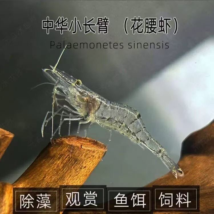 中华小长臂花腰虾鱼缸观赏水晶虾除丝藻吃藻虾除藻虾工具虾