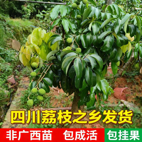 四川荔枝嫁接苗高压苗妃子笑桂味无核荔枝南北方种植果树当年结果