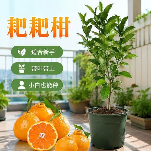 春见耙耙柑树苗杯苗包活包品种
