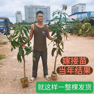重庆金煌芒果树苗嫁接正宗贵妃品种超大型凯特芒果带叶杯苗包邮