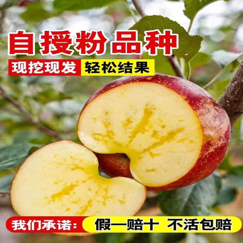 苹果树苗南北方种植盆栽地栽嫁接红富士冰糖心矮化苹果树当年结果