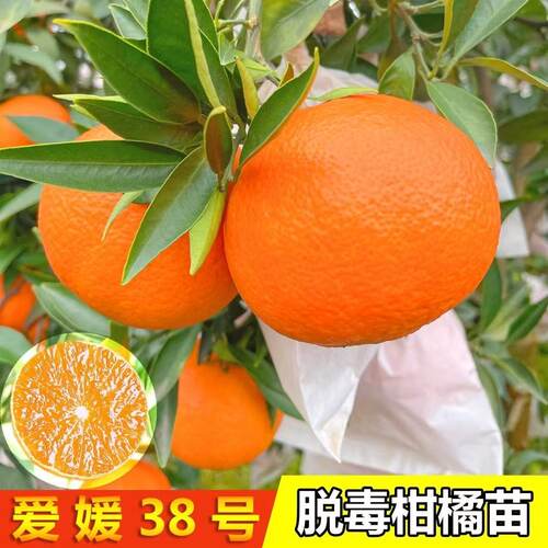 重庆爱媛38果冻橙嫁接苗杯苗包活